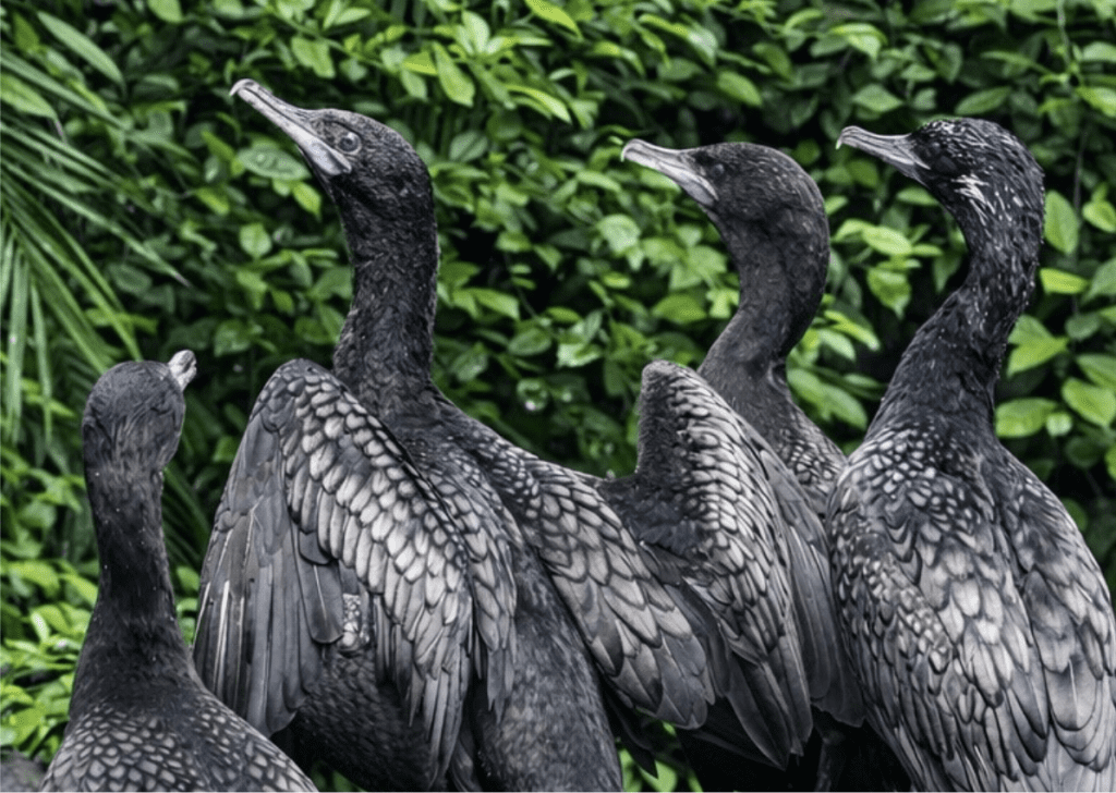 Little Black Cormorant