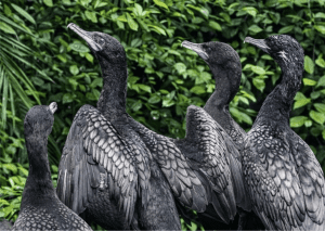 Little Black Cormorant