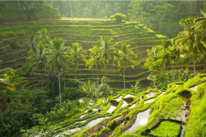 Things to do near ubud at Ubud rice terrace