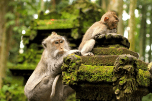 Things to do near ubud wuth Wildlife Experiences