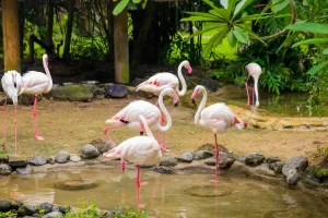 Activities at Bali Bird Park