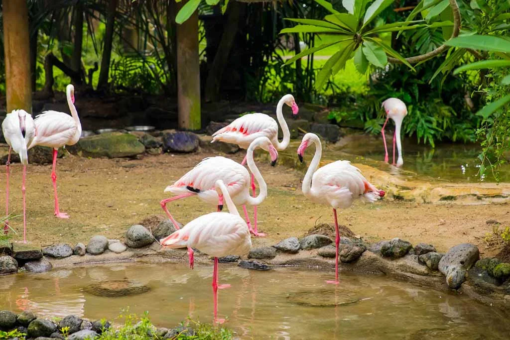 Activities at Bali Bird Park