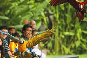 Bali Bird Park Experience