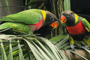 Mitchell’s Lorikeet