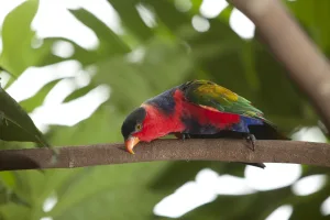 Mitchell’s Lorikeet Conservation Mitchell’s Lorikeet Conservation