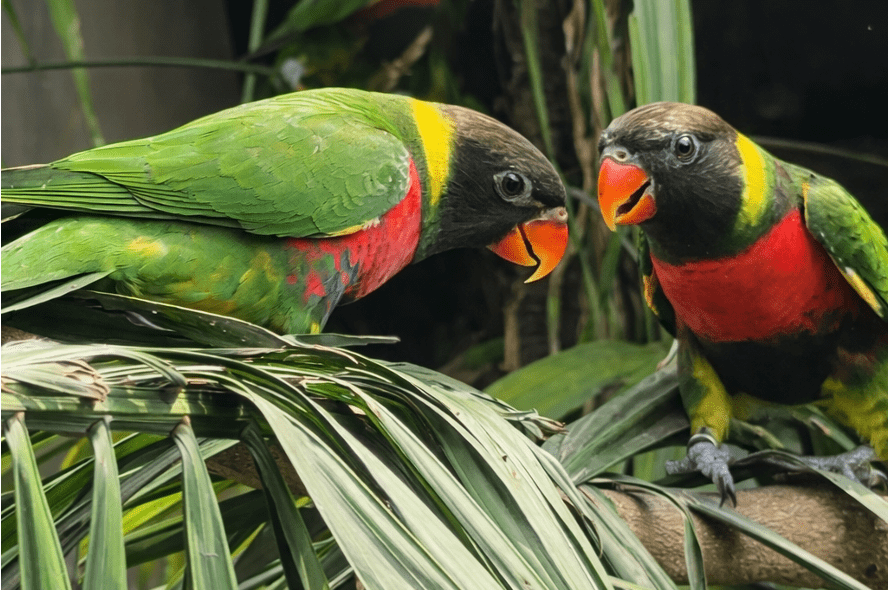 Mitchell’s Lorikeet