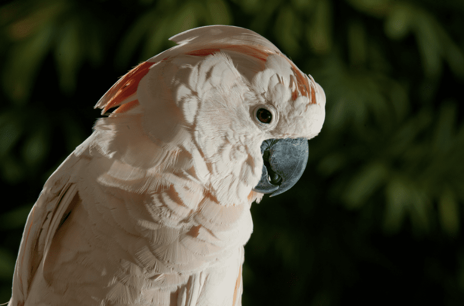 Moluccan Cockatoo Conservation