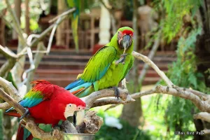bali bird park a attraction near Ubud