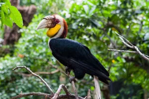 bali bird park wreathed hornbills