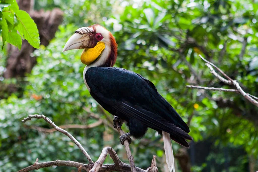 bali bird park wreathed hornbills