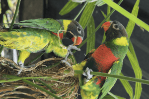 Atat Bali breeding program