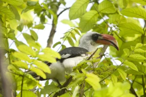 Bird Conservation