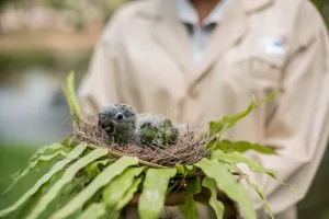 bird conservation Bali bird conservation Bali