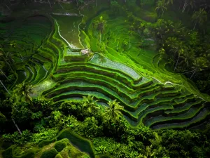 ubud Rice Terraces ubud Rice Terraces