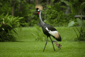 Bali Bird Park near Ubud Bali Bird Park near Ubud