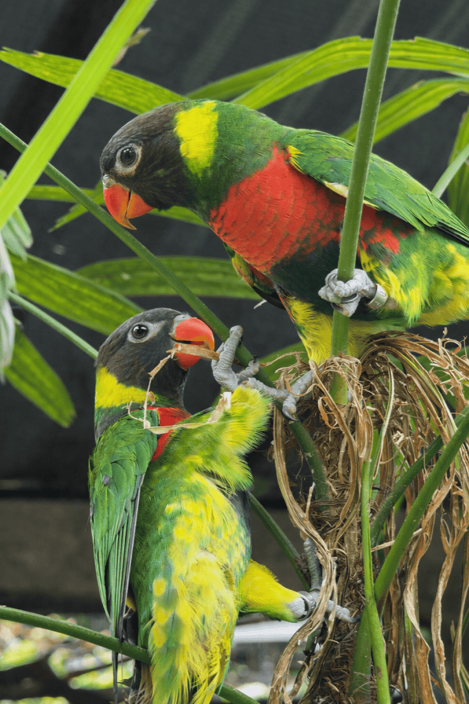 Mitchell's Lorikeet Fighting Extinction programme