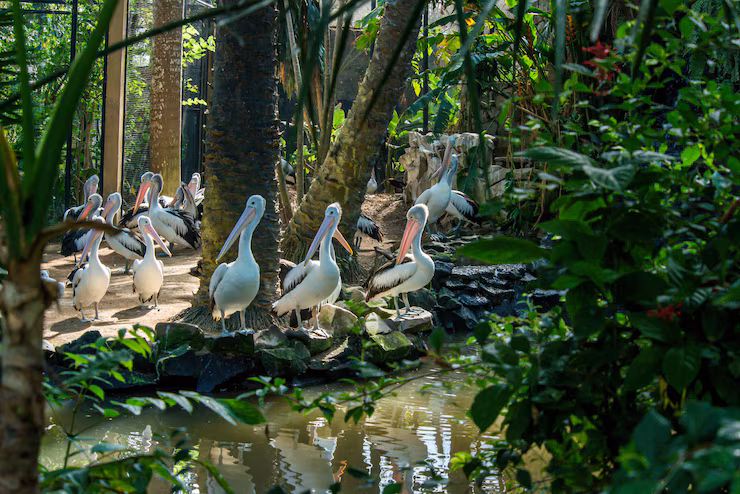 Wild Encounter at Bali Bird Park Wild Encounter at Bali Bird Park