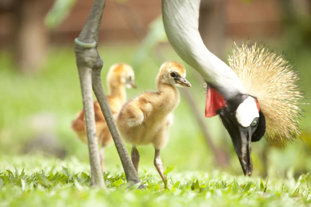 Bali Bird Park Experiences