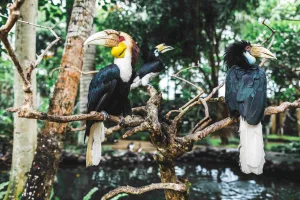 Bird experience for family activities Bird experience for family activities