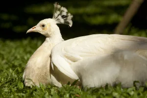 Bird habitats at Bali Bird Park
