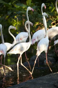 bird conservation