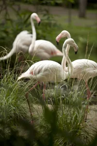 bird conservation Bali bird conservation Bali