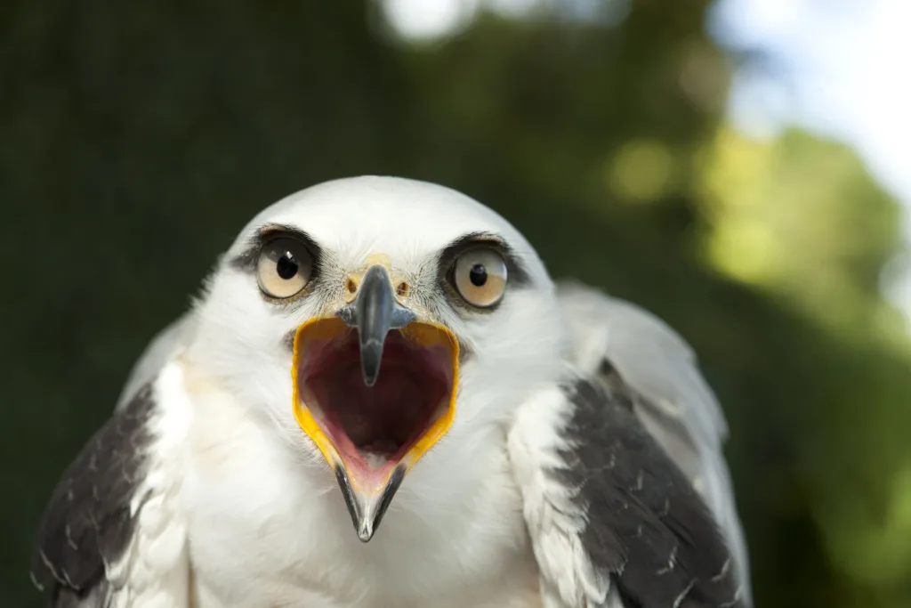 bird habitats