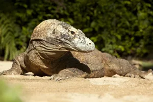 wildlife encounters
