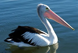 Australian pelican Australian pelican