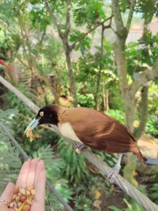 Bird Feeding Experience Bird Feeding Experience