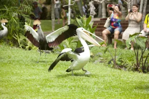 bird encounters bird encounters