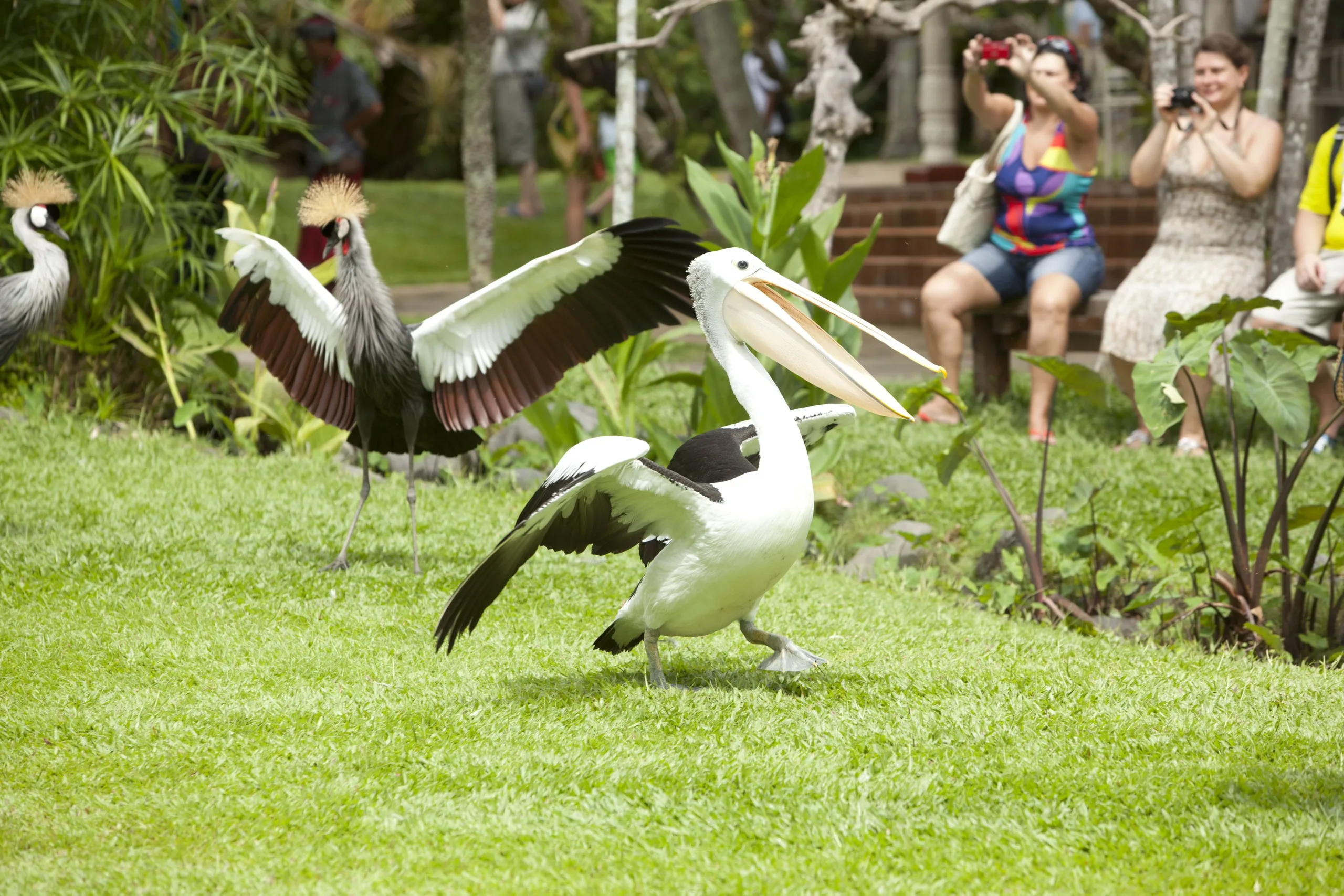 bird encounters